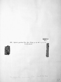 Diatrypella quercina image